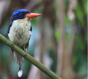 Common Paradise Kingfisher, 普通仙翡翠, Tanysiptera galatea-gallery-33