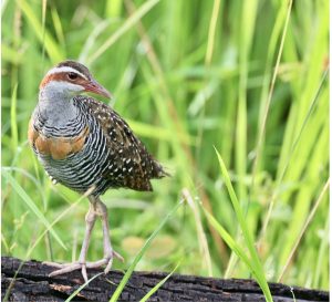 Buff-banded Rail, 红眼斑秧鸡, Hypotaenidia philippensis-gallery-32