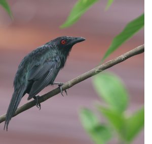 Metallic Starling, 群辉椋鸟, Aplonis metallica-gallery-31