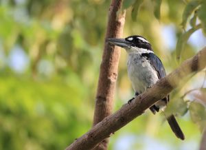 Sombre Kingfisher, 淡黑翡翠, Todiramphus funebris-gallery-30