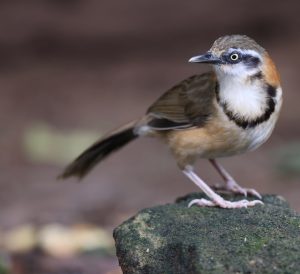 Lesser Necklaced Laughingthrush, 小黑领噪鹛, Garrulax monileger-gallery-30