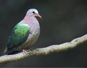 Common Emerald Dove, 绿翅金鸠, Chalcophaps indica-gallery-27
