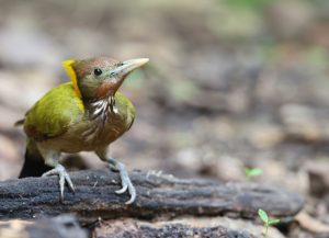 Greater Yellownape, 大黄冠啄木鸟, Chrysophlegma flavinucha-gallery-28