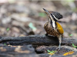 Common Flameback, 金背三趾啄木鸟, Dinopium javanense-gallery-26