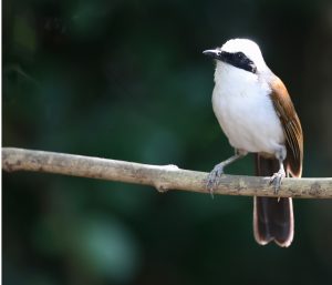 White-crested Laughingthrush, 白冠噪鹛, Garrulax leucolophus-gallery-25