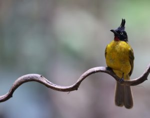 Black-crested Bulbul, 黑冠黄鹎, Pycnonotus flaviventris-gallery-24