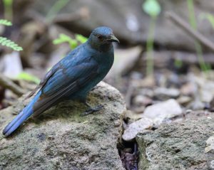 Asian Fairy Bluebird, 和平鸟, Irena puella-gallery-22