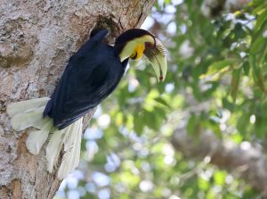 Wreathed Hornbill, 花冠皱盔犀鸟, Rhyticeros undulatus-gallery-35