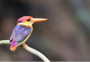 Black-backed Dwarf Kingfisher, 三趾翠鸟, Ceyx erithaca-gallery-19