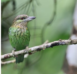 Green-eared Barbet, 黄纹拟啄木鸟, Psilopogon faiostrictus-gallery-13
