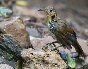 Large Scimitar Babbler, 长嘴钩嘴鹛, Pomatorhinus hypoleucos-gallery-32