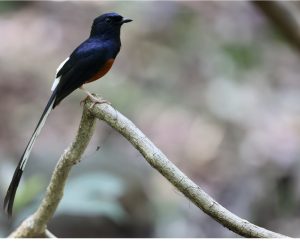 White-rumped Shama, 白腰鹊鸲, Copsychus malabaricus-gallery-31