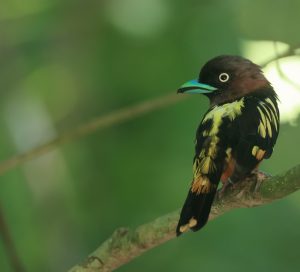 Banded Broadbill, 带斑阔嘴鸟, Eurylaimus javanicus-gallery-43