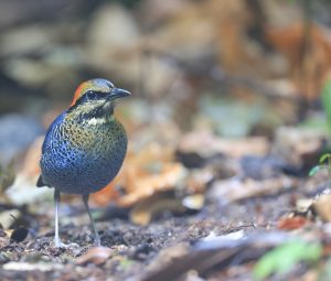 Blue Pitta, 蓝八色鸫, Hydrornis cyaneus-gallery-8