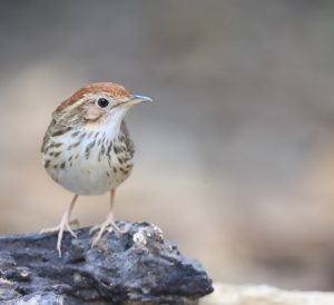 Puff-throated Babbler, 棕头幽鹛, Pellorneum ruficeps-gallery-9
