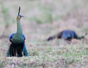 Green Peafowl, 绿孔雀, Pavo muticus-gallery-15