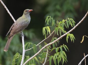 Timor Oriole, 绿褐鹂, Oriolus melanotis-gallery-10