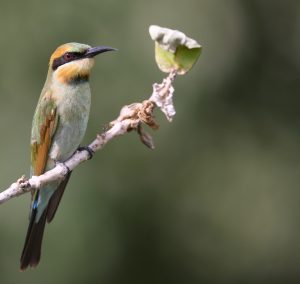 Rainbow Bee-eater, 彩虹蜂虎, Merops ornatus-gallery-8