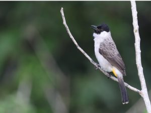 Sooty-headed Bulbul, 白喉红臀鹎, Pycnonotus aurigaster-gallery-12
