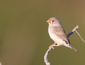 Sunda Zebra Finch, 斑胸草雀, Taeniopygia guttata-gallery-14