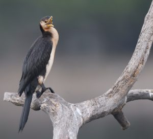 Little Pied Cormorant, 小斑鸬鹚, Microcarbo melanoleucos-gallery-16
