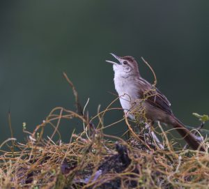 Tawny Grassbird, 棕顶大尾莺, Cincloramphus timoriensis-gallery-19
