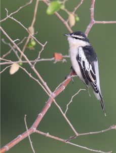 White-shouldered Triller, 白肩鸣鹃鵙, Lalage sueurii-gallery-22