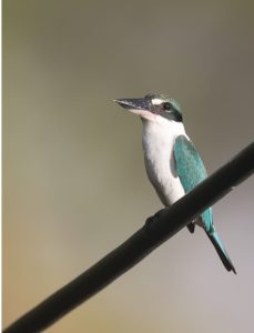 Collared Kingfisher, 白领翡翠, Todiramphus chloris-gallery-23