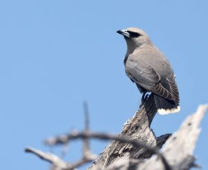 Black-faced Woodswallow, 黑脸燕鵙, Artamus cinereus-gallery-24
