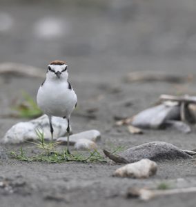 Red-capped Plover, 红顶鸻, Charadrius ruficapillus-gallery-26