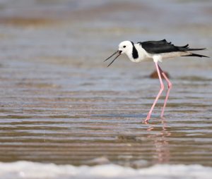 Pied Stilt, 澳洲长脚鹬, Himantopus leucocephalus-gallery-28