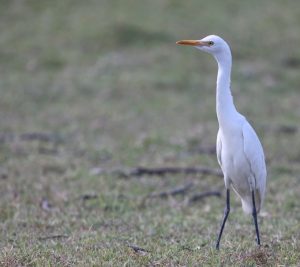 Eastern Cattle Egret, 牛背鹭, Bubulcus coromandus-gallery-39