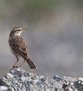 Paddyfield Pipit, 田鹨, Anthus rufulus-gallery-38