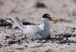 Little Tern, 白额燕鸥, Sternula albifrons-gallery-6
