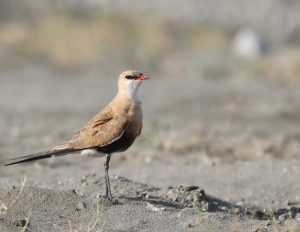 Australian Pratincole, 澳洲燕鸻, Stiltia isabella-gallery-37