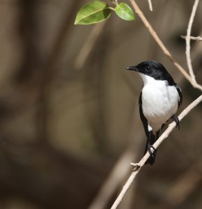 White-bellied Bush Chat, 帝汶林䳭, Saxicola gutturalis-gallery-4