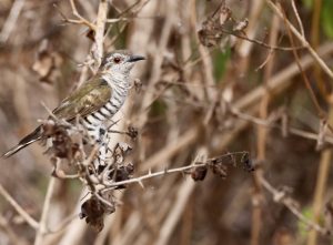 Little Bronze Cuckoo, 棕胸金鹃, Chrysococcyx minutillus-gallery-11