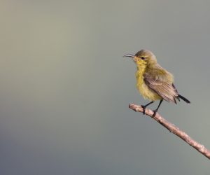 Flame-breasted Sunbird, 帝汶花蜜鸟, Cinnyris solaris-gallery-15