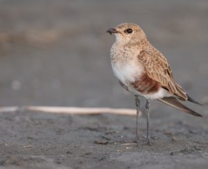 Australian Pratincole, 澳洲燕鸻, Stiltia isabella-gallery-3