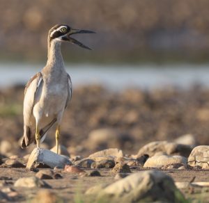 Beach Stone Curlew, 石鸻, Esacus magnirostris-gallery-2