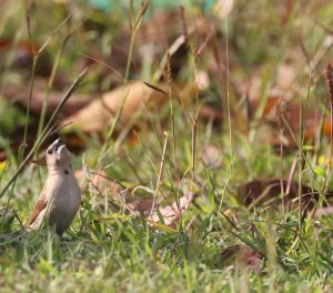 Scaly-breasted Munia, 斑文鸟, Lonchura punctulata-gallery-29