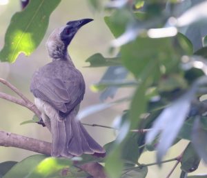Helmeted Friarbird, 盔吮蜜鸟, Philemon buceroides-gallery-36
