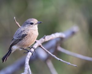White-bellied Bush Chat, 帝汶林䳭, Saxicola gutturalis-gallery-27