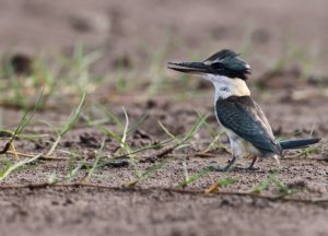 Collared Kingfisher, 白领翡翠, Todiramphus chloris-gallery-18