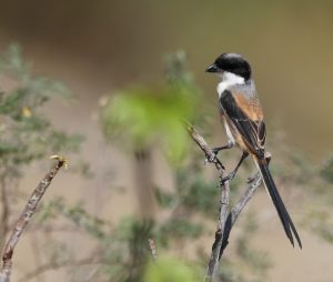 Long-tailed Shrike, 棕背伯劳, Lanius schach-gallery-20