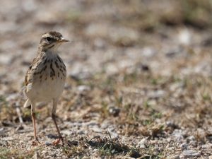 Paddyfield Pipit, 田鹨, Anthus rufulus-gallery-21