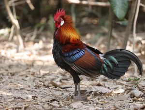 Red Junglefowl, 红原鸡, Gallus gallus-gallery-35