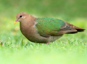 Pacific Emerald Dove, 太平洋金鸠, Chalcophaps longirostris-gallery-34