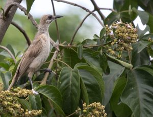 Timor Friarbird, 帝汶吮蜜鸟, Philemon inornatus-gallery-33
