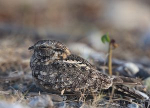 Savanna Nightjar, 林夜鹰, Caprimulgus affinis-gallery-1